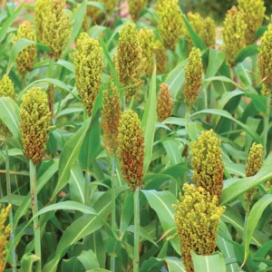 Sorghum