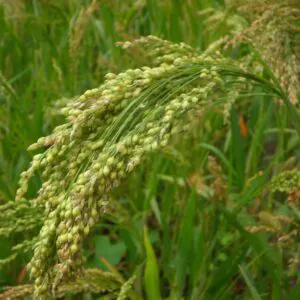 Organic Little Millet Farming