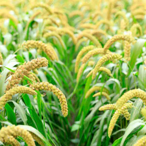 foxtail millet