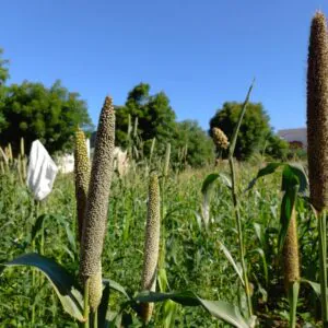 stock photo pearl millet millet pearls farmers farm crop pearl millet crop