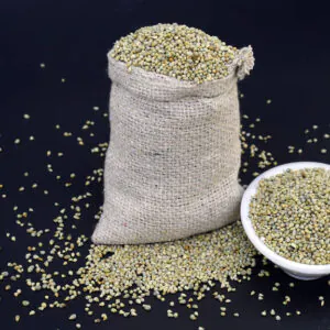 stock photo pearl millet seeds also know bajra bajri bulrush millet indian