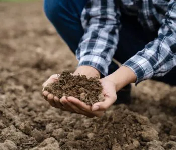 Grow Bajra Organically in Rajasthan5 1024×683 Grow Bajra Organically in Rajasthan5 1024x683