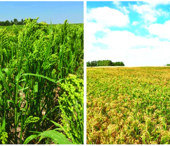 Proso millet Panicum miliaceum L Proso millet Panicum miliaceum L